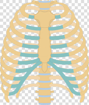 Structure Of The Ribcage And Ribs   Unlabeled Rib Cage Diagram  HD Png Download