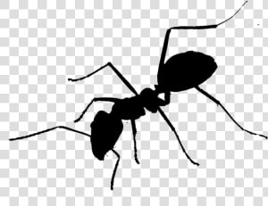 Black Ant Png Cartoon   Tangle web Spider  Transparent Png