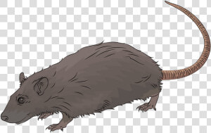 Free Download Creazilla   Rat  HD Png Download