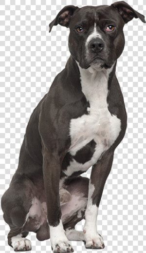 Pit Bull Terrier Png   American Pit Bull Terrier Sitting  Transparent Png