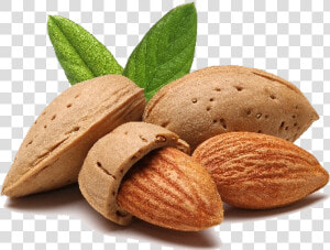 Download Almond Png File   Almond Png  Transparent Png