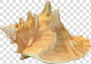 Conch Shell With Transparent Background  HD Png Download