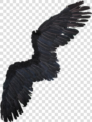 Alas De Aguila Png   Alas De Una Aguila  Transparent Png