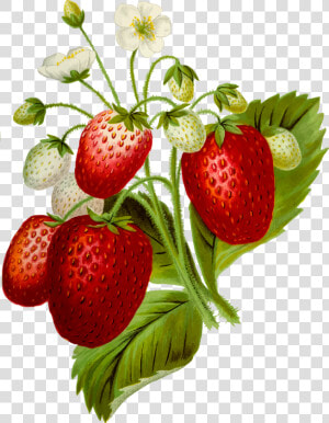 Strawberries 2 Clip Arts   Clipart Strawberry Plant  HD Png Download