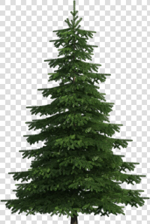 Tree Clipart Realistic Download   Transparent Background Pine Tree Png  Png Download