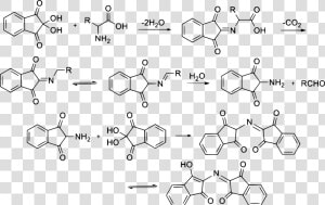 Ninhydrin Reaction Mechanism Clip Arts   Reaccion De La Ninhidrina  HD Png Download