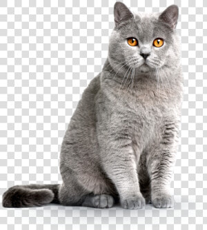 British Shorthair Cat  HD Png Download