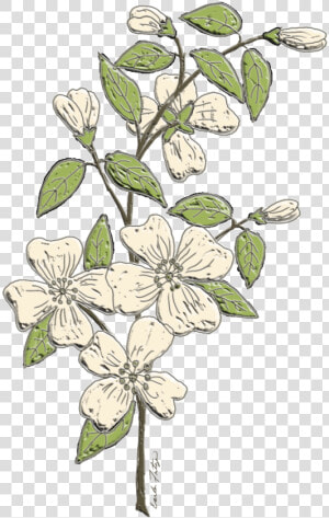  dogwood  flowers  branch  floral  freetoedit   Jasmine  HD Png Download