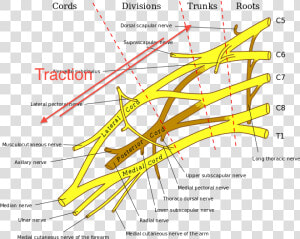 Brachial Plexus 1323   Brachial Plexus Anatomy  HD Png Download