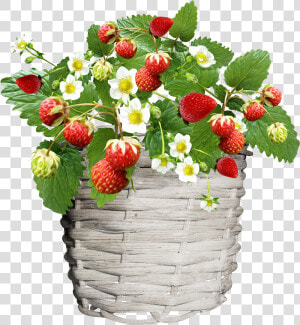 Tube Fruit  Fraises Png  Fraisier  Dessin   Strawberry  Transparent Png