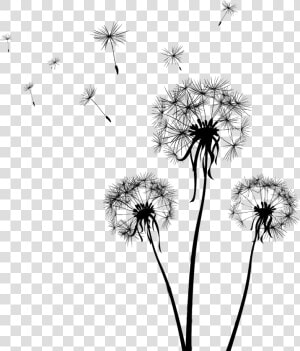 Clip Art Dandelion Graphic   Dandelion Clip Art  HD Png Download