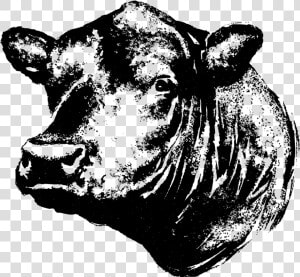 Contact Linz Heritage Angus   Black Angus Cow Head Clipart  HD Png Download