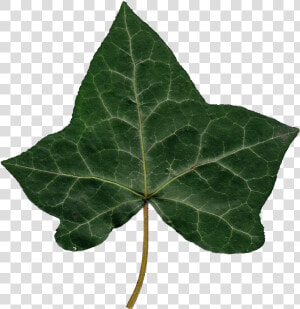 Transparent Ivy Png   Ivy Leaf Png  Png Download