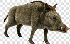 Wild Boar Png Pics  Transparent Png