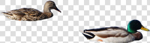 Ducks Png 3 » Png Image   Mallard Ducks Png  Transparent Png