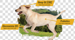 Cbd For Dogs   Companion Dog  HD Png Download