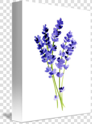 Transparent Hyacinth Png   Lavender Painting  Png Download