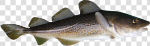 Transparent Cod Png   Baltic Cod  Png Download