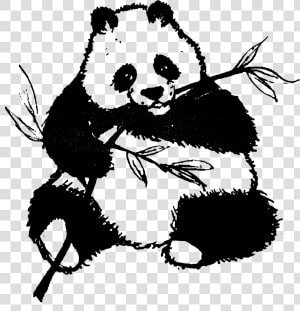 Found Panda Chewing On Leaves Clip Arts   Panda Black And White Clip Art  HD Png Download