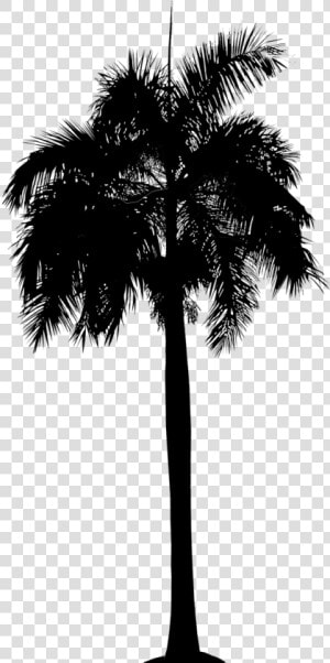 Asian Palmyra Palm Date Palm Leaf Palm Trees Plant   Borassus Flabellifer  HD Png Download