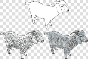 Goat Clipart Free Angora Stock Vector Art Mountain   Ankara Kecisi Cizimi Kolay  HD Png Download