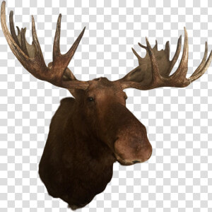 Deer Elk Alaska Moose Antler Trophy Hunting   Moose Antlers Png  Transparent Png