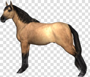 Horses Brown Horse Hind Legs Stretched   Horse Legs Png  Transparent Png