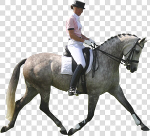 Dressage Horse Png   Dressage Horse White Background  Transparent Png