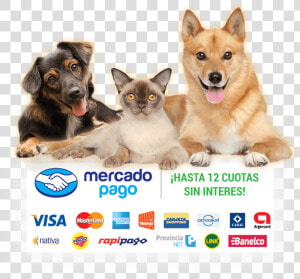 Perro Y Gato Feliz Png  Transparent Png