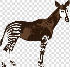 Animal   Okapi  HD Png Download