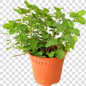 Are Mint Leaves Edible   Flowerpot  HD Png Download