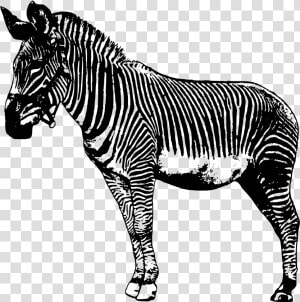 Transparent Zebra Clip Art   Drawing Zebra  HD Png Download