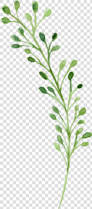 Watercolor Green Flowers Painting Download Free Image   Watercolor Green Flower Png  Transparent Png