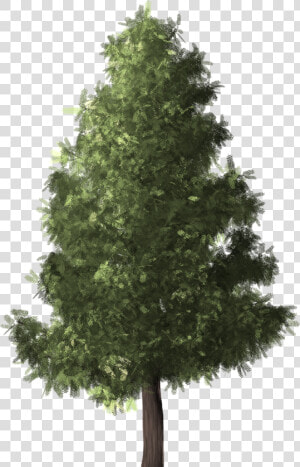 Tree white Pine shortleaf Black Spruce yellow Fir oregon  HD Png Download