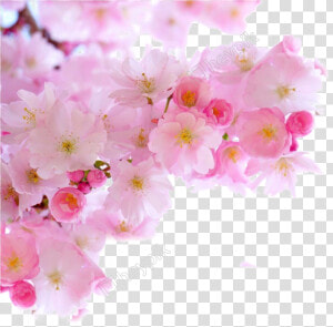 Blossom Png Image Free Download   Cherry Blossom Sakura Flower Png  Transparent Png