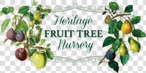 Heritage Fruit Tree Nursery Logo   Apple Trees Fruit Tree  HD Png Download