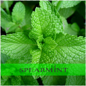 Spearmint   Pudina Images Hd  HD Png Download