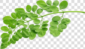 Moringa Tree Png  Transparent Png