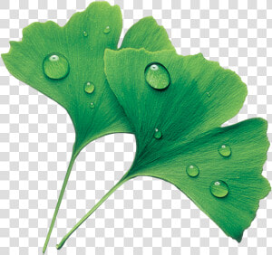 Maidenhair Tree  HD Png Download