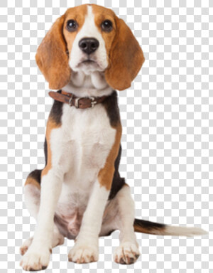  beagle  dog  cute  animal  pet  loyal   Transparent Beagle Dog Png  Png Download