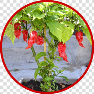 Carolina Reaper Reaper Pepper  HD Png Download