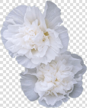 Double White Hollyhock Flowers  HD Png Download