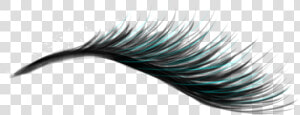 Eyelash Png   Eyelash Extensions  Transparent Png