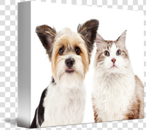 Cute Dog And Cat   Companion Dog  HD Png Download