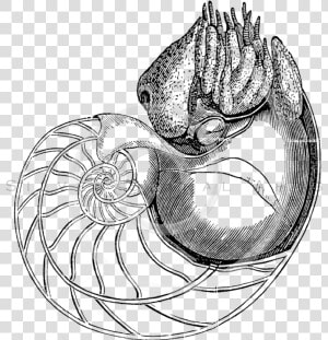 Transparent Snail Clipart Black And White   Nautilus Old Scientific Illustration  HD Png Download