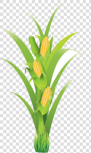 Corn Planting Transparent Png   Pe De Milho Em Png  Png Download