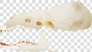 Transparent Side Skull Png   American Pygmy Shrew Skull  Png Download