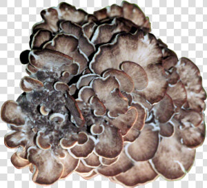 Maitake Plug Spawn  HD Png Download