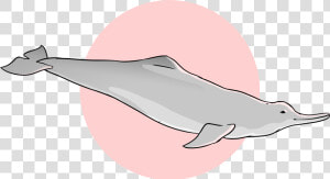 Wholphin  HD Png Download