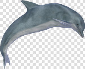 Dolphin Clipart Vector   Dolphin Png  Transparent Png